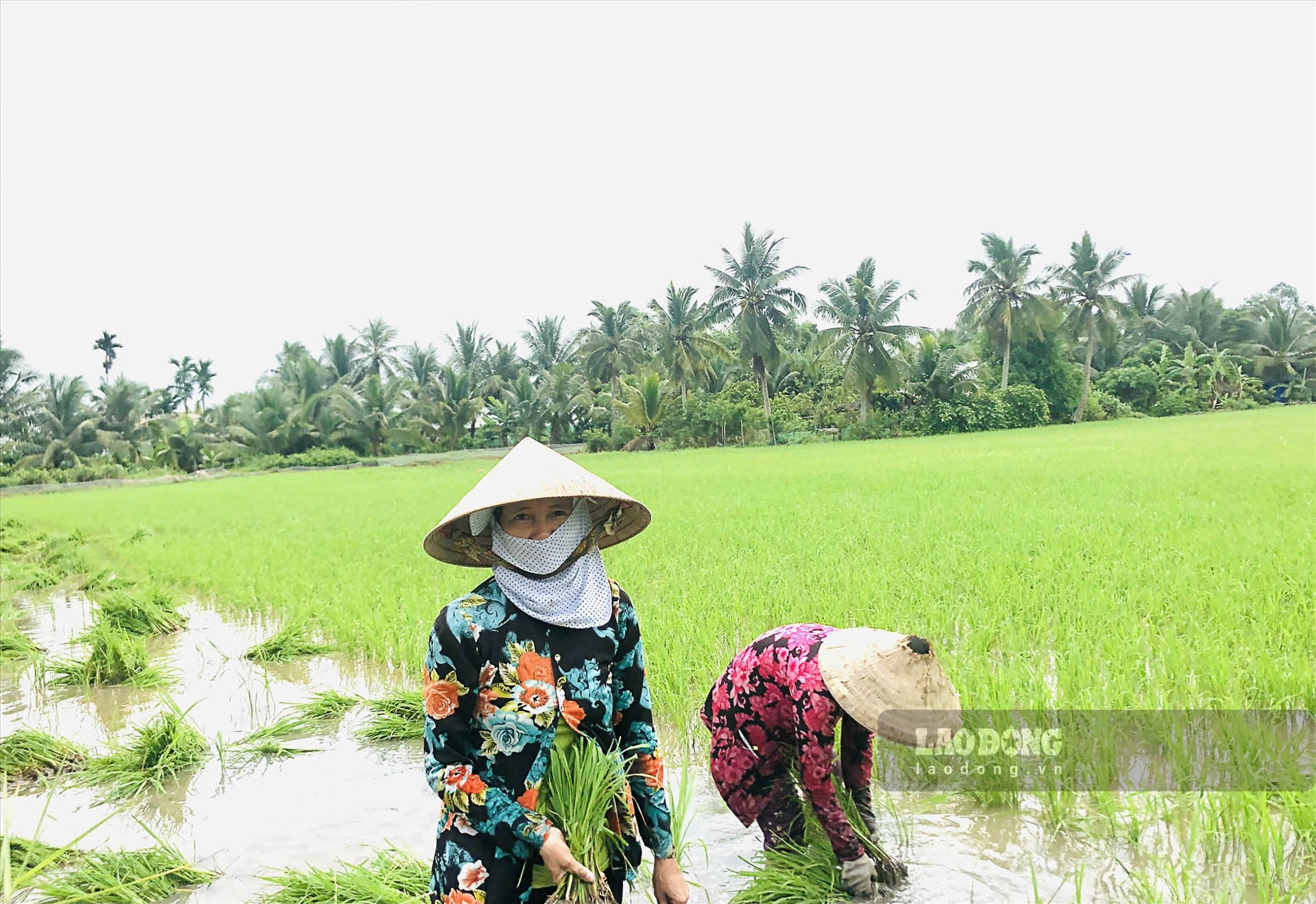 Trước đó, để có thêm tiền trang trải cuộc sống gia đình chị Đến tranh thủ thời gian cuối tuần để nhận giặm lúa thuê. Ảnh: Bích Ngọc